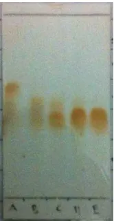 Gambar 4.2 Kromatogram pemisahan KCV I yang dielusi dengan kloroform : metanol (80:20) 
