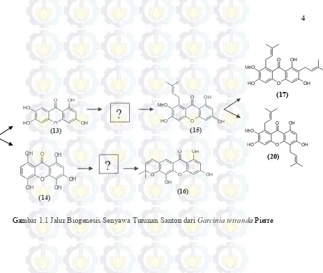 Gambar 1.1 Jalur Biogenesis Senyawa Turunan Santon dari Garcinia tetranda Pierre 