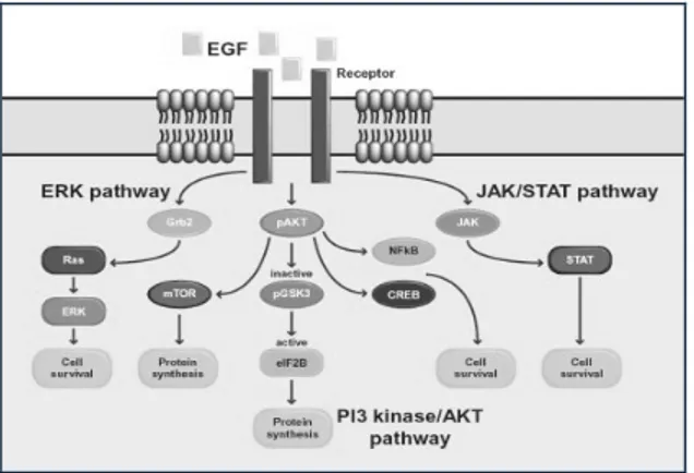 Gambar 2.  Pathway signaling EGF. Aktivasi reseptor EGF dihasilkan melalui autofosforilasi yang merupakan kunci residu  tirosin