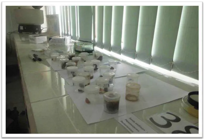 Gambar 5. Pemeriksaan feses di laboratorium 