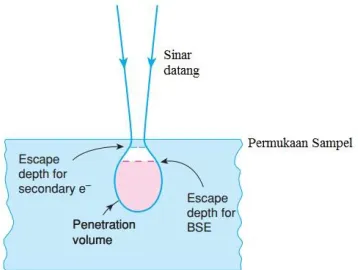 Gambar SEM diperoleh dari interaksi antara berkas elektron 