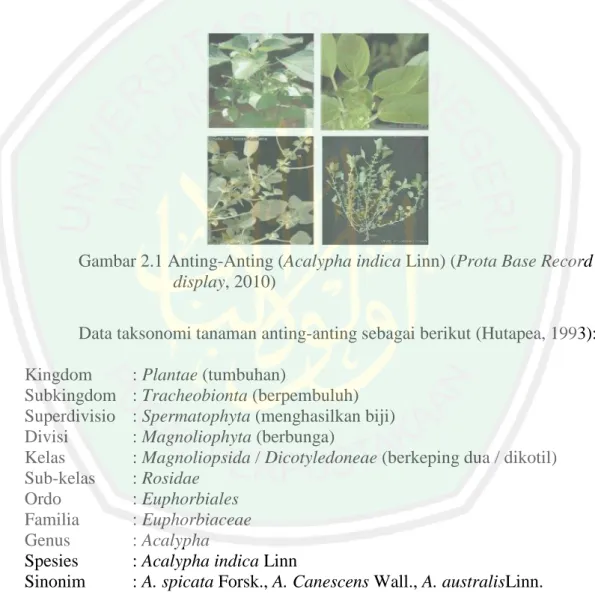 Gambar 2.1 Anting-Anting (Acalypha indica Linn) (Prota Base Record  display, 2010) 