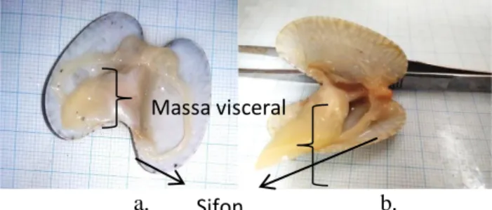 Gambar 2. Perubahan  massa visceral kerang batik: a. Sebelum perlakuan, b. setelah perlakuan (dokumentasi pribadi) 