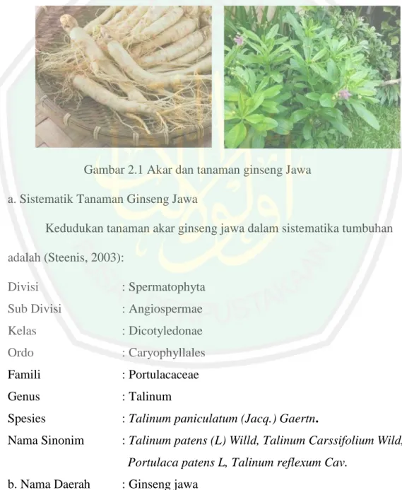 Gambar 2.1 Akar dan tanaman ginseng Jawa  a. Sistematik Tanaman Ginseng Jawa 