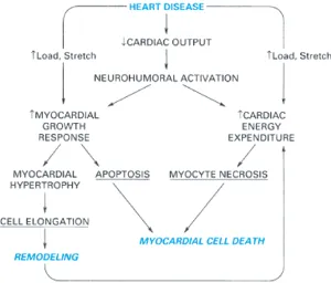 Gambar 2.1. Patofisiologi terjadinya gagal jantung18 