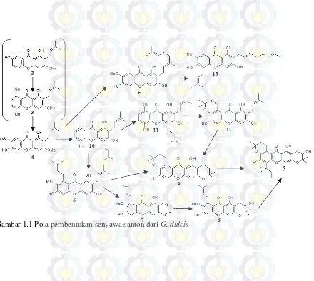 Gambar 1.1 Pola pembentukan senyawa santon dari G. dulcis 