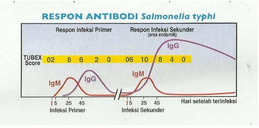 Gambar 1. Sensitifitas Tubex TF vs Profil Respon Antibodi 