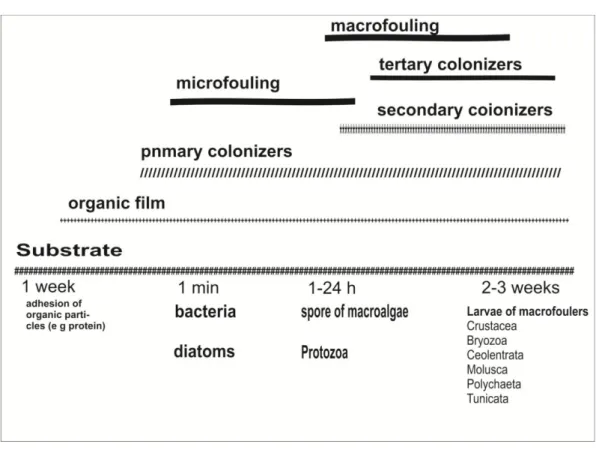 Gambar 1. Struktur waktu penempelan biofouling pada substrat (Abarzua, 1995). 