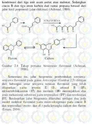 Gambar 2.4 Tahap pertama biosintesis flavonoid (Achmad, 