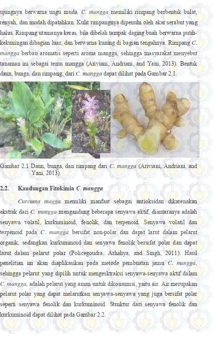 Gambar 2.1 Daun, bunga, dan rimpang dari C. mangga (Ariviani, Andriani, and 