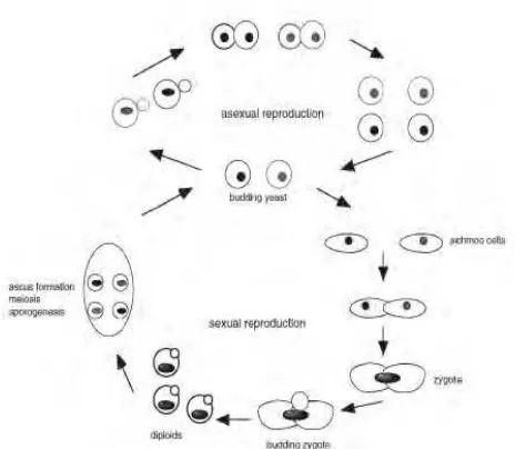 Gambar 2.2 Siklus Hidup Saccharomyces cereviseae (Kavanagh, 2005).   