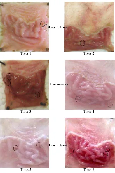 Gambar mukosa lambung tikus kelompok pengobatan selama 2 hari mengandung Al(OH)