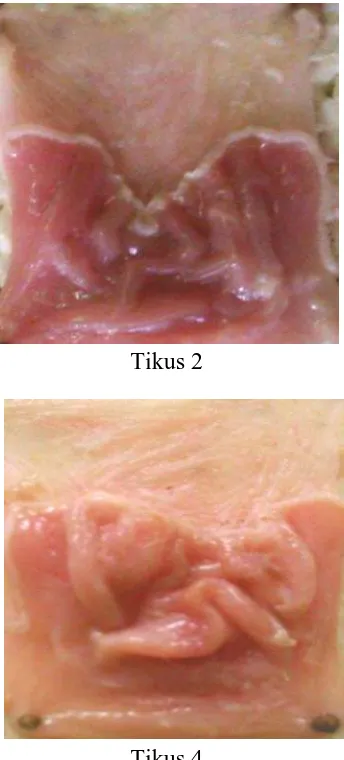 Gambar mukosa lambung tikus pengobatan selama 4 hari dengan sediaan beads  mukoadhesif yang mengandung Al(OH)3 dan Mg(OH) 