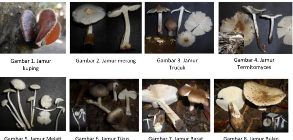 Gambar 1. Jenis- Jenis jamur yang ditemukan selama penelitian 