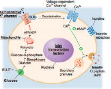 Gambar 1. Mekanisme Glukosa Menstimulasi Sekresi Insulin 