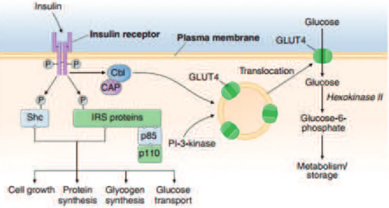 Gambar 2. Jalur Transduksi Signaling Insulin pada Otot Rangka 