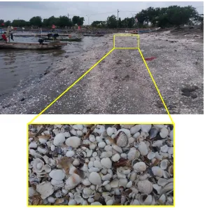 Gambar 2.8 Limbah Cangkang Kerang Darah (Anadara granosa) di pesisir Pantai Kenjeran Surabaya (sumber: koleksi penulis) 