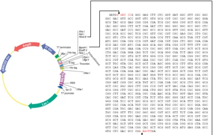 Gambar 2.  Visualisasi  gel  elektroforesis  plasmid  rekombinan  pET-Glu  dan  hasil  pemotongannya  dengan  enzim  restriksi