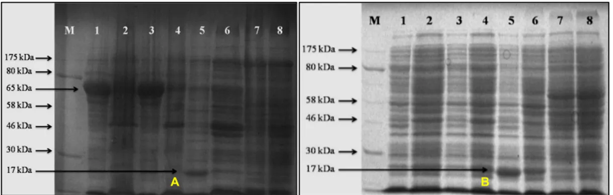 Gambar 3.  Hasil SDS-PAGE sampel sel bakteri E. coli rekombinan yang membawa plasmid pET-Glu