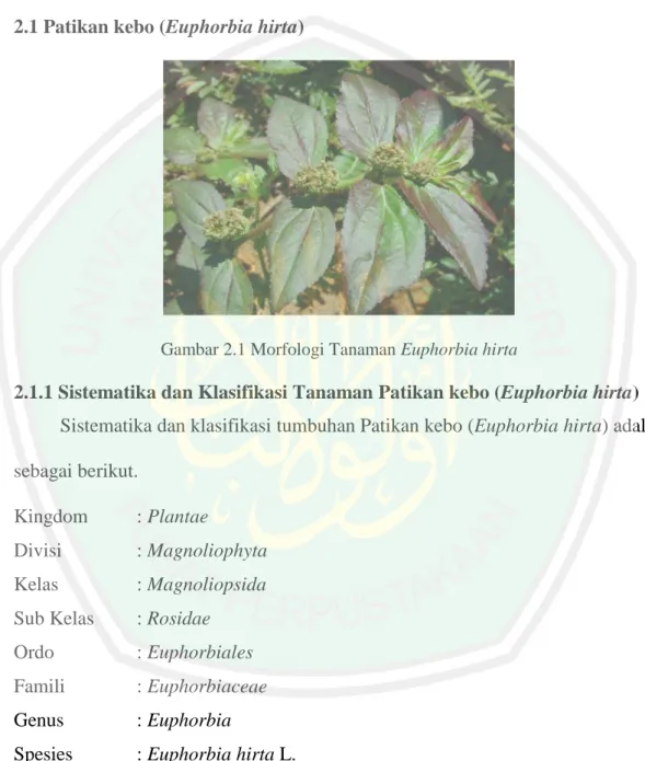 Gambar 2.1 Morfologi Tanaman Euphorbia hirta 