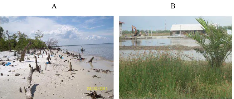 Gambar 6. Kondisi kerusakan ekosistem hutan mangrove akibat masyarakat dan hempasan ombak (A) dan kerusakan akibat konversi lahan menjadi perumahan, tambak dan perkebunan sawit (B) 