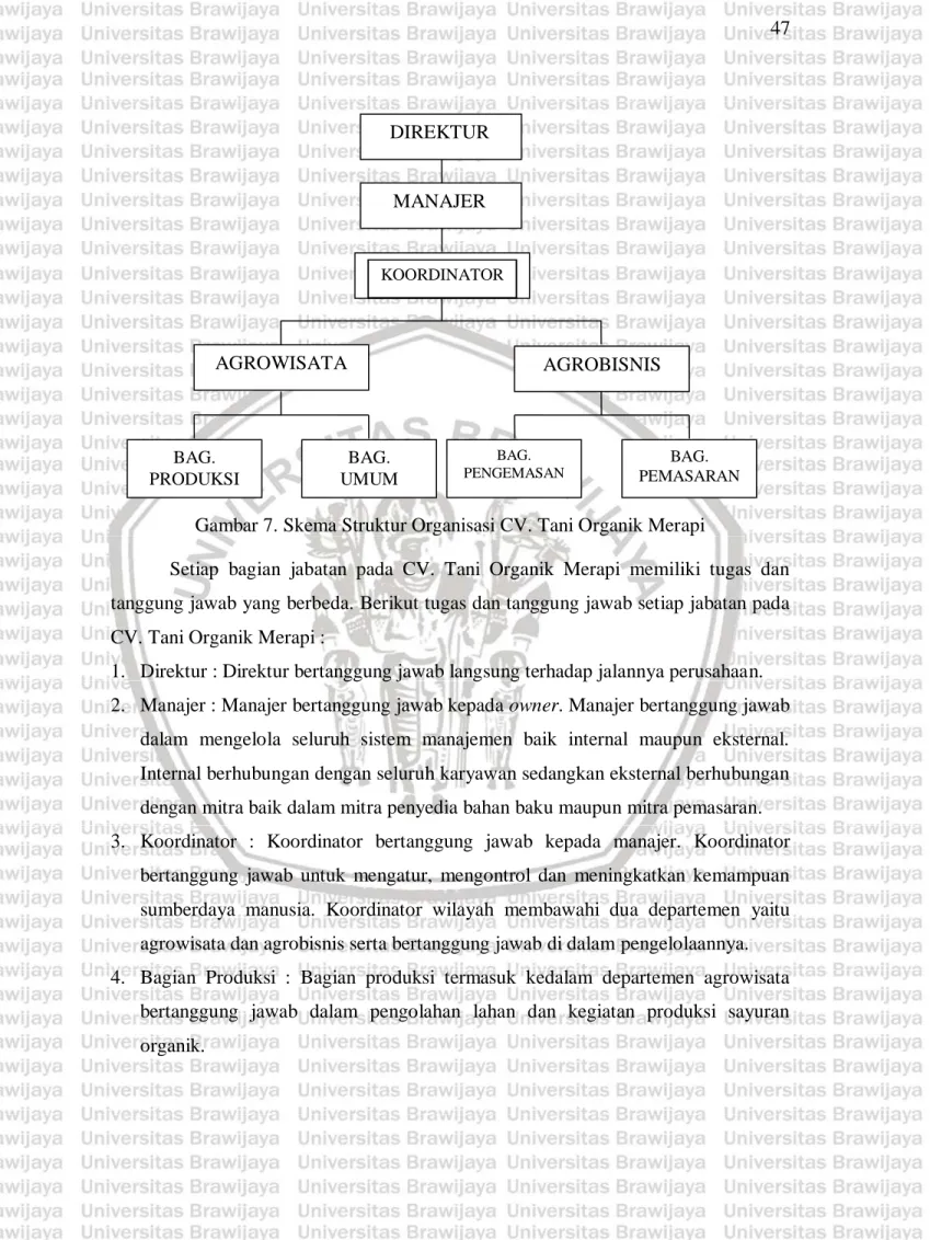 Gambar 7. Skema Struktur Organisasi CV. Tani Organik Merapi 