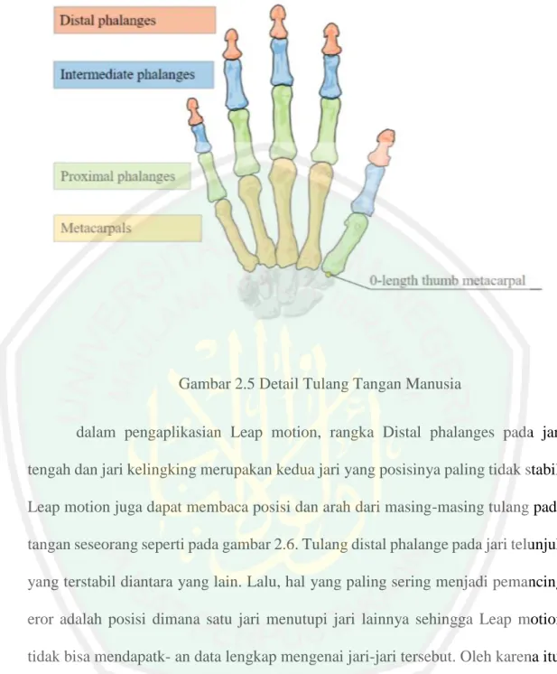 Gambar 2.5 Detail Tulang Tangan Manusia 