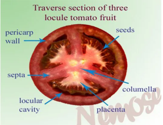 Gambar 2. Tahap  Kematangan  Buah  Tomat  (Hyodo  et  al,  2013).  (I)  immature  fruit  (green);  (M)  mature  green;  (B)  breaker; (T) turning; (R) red ripe; (O)  overripe