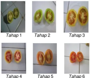 Gambar 4. Perubahan  warna  penampang  me- me-lintang  buah  tomat  selama  proses  pematangan 