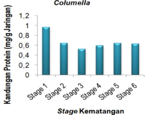 Grafik  menunjukkan  bahwa  kandungan  protein  columella  cenderung  menurun  sampai  tahap  3  dan  meningkat  kembali  sampai  tahap  5  dan  kemudian menurun kembali pada tahap 6