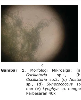 Gambar 1. Morfologi Mikroalga: (a)  Oscillatoria  sp.1, (b)  Oscillatoria  sp.2, (c) Nostoc  sp., (d) Synecococcus  sp