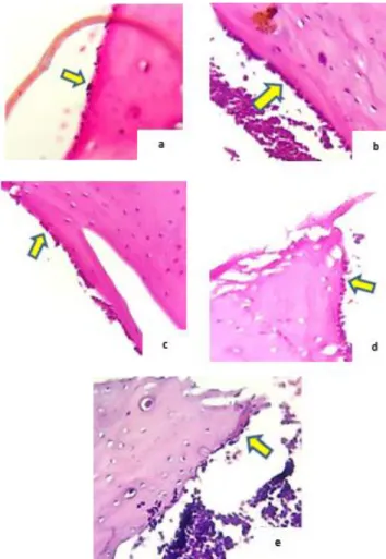 Gambar  1.  Gambaran  sel  osteoblas  tiap  kelompok  Gambar  (a)  tanda  panah  kuning  menunjukan  osteoblas  pada  kelompok  kontrol di permukaan periosteum dengan persebaran paling sedikit (b) tanda panah kuning menunjukan osteoblas  pada kelompok P1 d