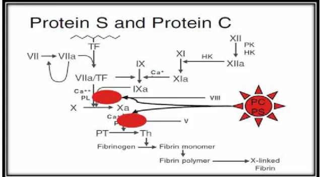 Gambar 3. Jalur protein S dan protein C