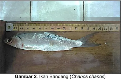 Gambar 2. Ikan Bandeng (Chanos chanos) 