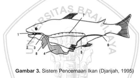 Gambar 3. Sistem Pencernaan Ikan (Djarijah, 1995) 