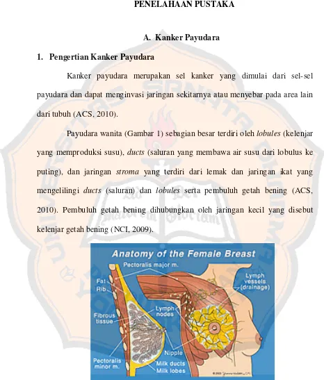 Gambar  1. Anatomi Payudara dan Bagian Patologis Payudara 