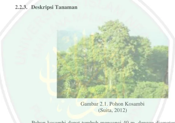 Gambar 2.1. Pohon Kosambi   (Suita, 2012) 