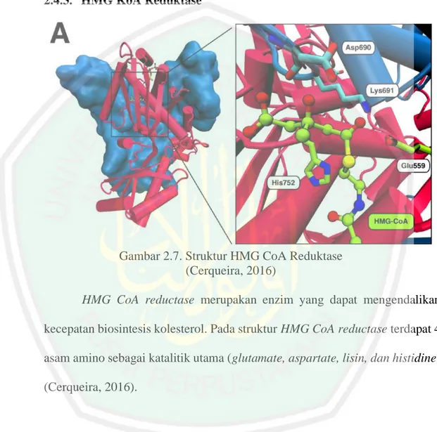 Gambar 2.7. Struktur HMG CoA Reduktase  (Cerqueira, 2016) 