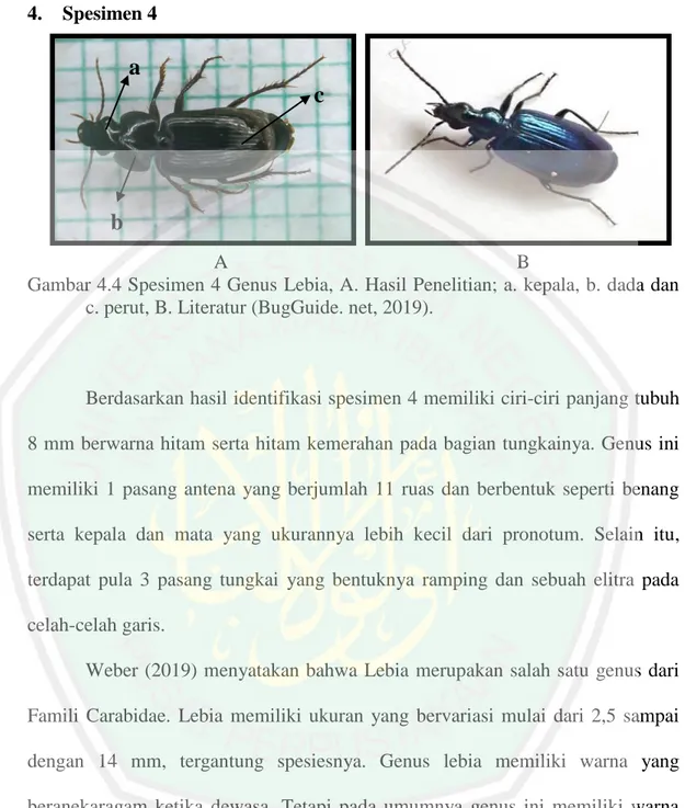 Gambar 4.4 Spesimen 4 Genus Lebia, A. Hasil Penelitian; a. kepala, b. dada dan  c. perut, B