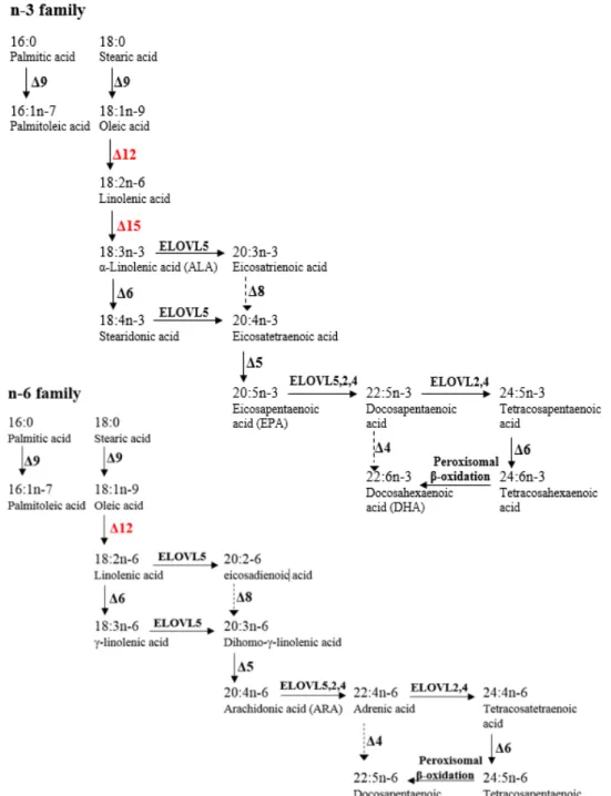 Figure 3: Elongation and desaturation of n-3, n-6 PUFA families.  