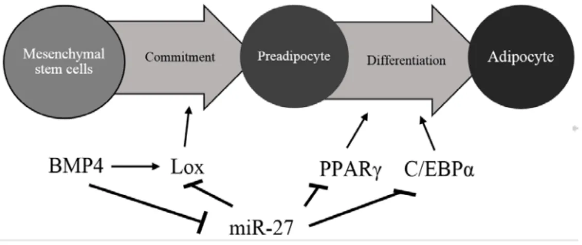 Figure 9:  Model of miR-27-mediated regulation of adipocyte commitment and  differentiation