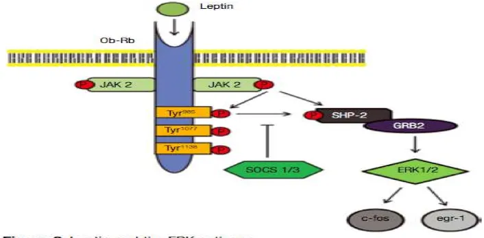 Gambar 3. Leptin dan jalur ERK 