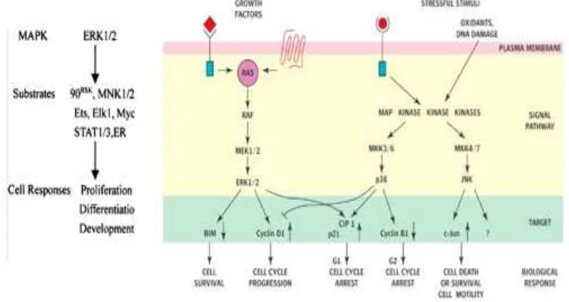 Gambar 4. Hubungan ERK1/2 dan proliferasi sel 