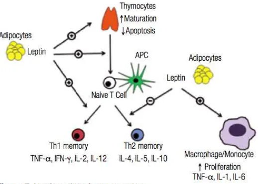 Gambar 5. Leptin dan sistem imunologi 