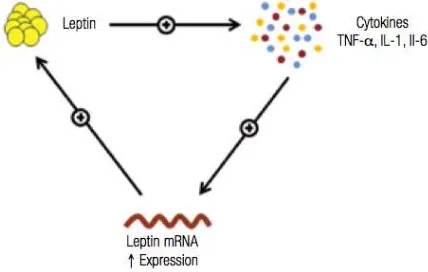 Gambar 6. Hubungan leptin dan sitokin 