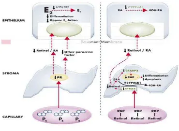Gambar 4. Mekanisme kerja reseptor progesteron59