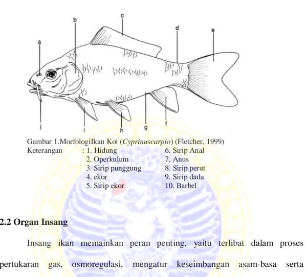 Gambar 1.MorfologiIkan Koi (Cyprinuscarpio) (Fletcher, 1999)  Keterangan  : 1. Hidung  6