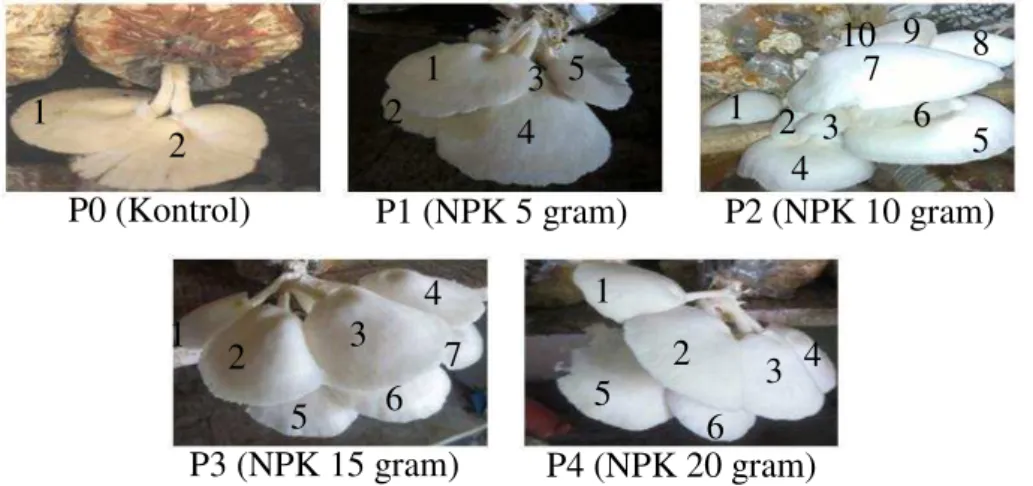 Gambar 1. Jumlah tudung jamur tiram putih pada masing-masing perlakuan 