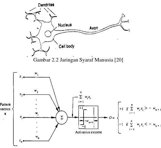 Gambar 2.2 Jaringan Syaraf Manusia [20] 