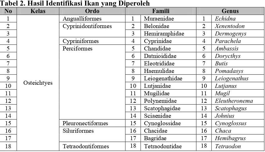 Tabel 2. Hasil Identifikasi Ikan yang Diperoleh No Kelas Ordo 